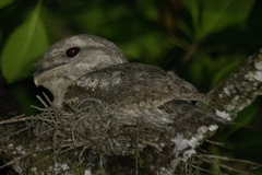 Podargus papuensis