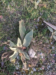 Verbascum pulverulentum