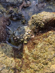 Anthopleura elegantissima