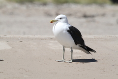 Larus dominicanus vetula