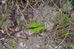 Passiflora tenuiloba