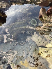 Anthopleura elegantissima