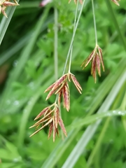 Cyperus longus