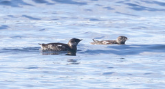 Brachyramphus marmoratus