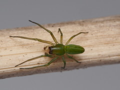 Viridictyna kikkawai