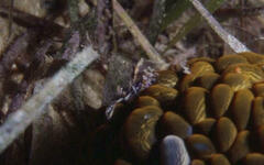 Phlyctenactis tuberculosa