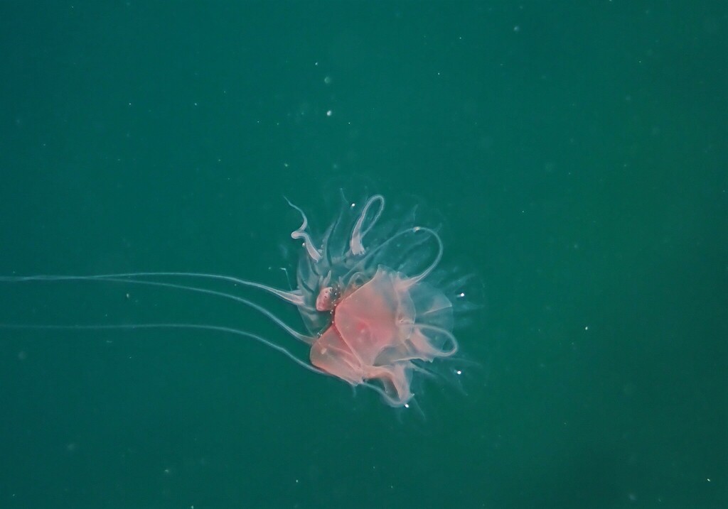 Lion's Mane Jellies from Whitireia Point on November 15, 2022 at 02:18 ...