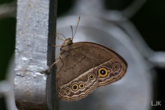 Mycalesis perseoides