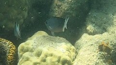 Acanthochromis polyacanthus