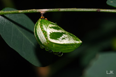 Polyura hebe