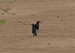 Bucorvus leadbeateri