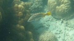 Lutjanus carponotatus