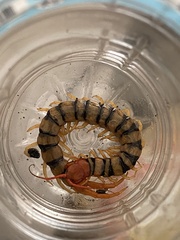 Scolopendra morsitans
