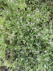 Fumaria muralis muralis