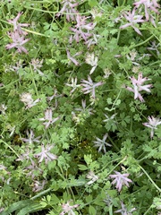 Fumaria muralis muralis