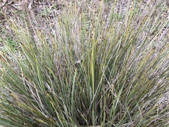 Lomandra effusa