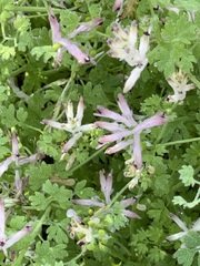 Fumaria muralis muralis