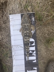 Platycephalus fuscus