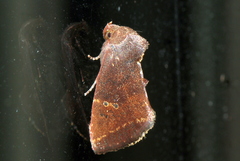 Elusa