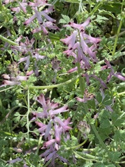 Fumaria muralis muralis