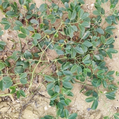 Zygophyllum fabago