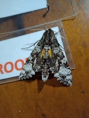 Isognathus excelsior