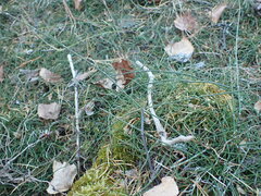 Equisetum variegatum