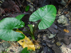 Alocasia