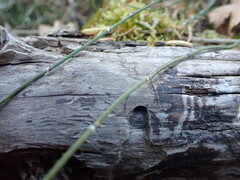 Equisetum variegatum