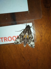 Isognathus excelsior