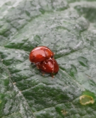 Sphaeroderma testaceum
