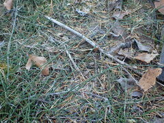 Equisetum variegatum