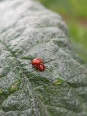 Sphaeroderma testaceum