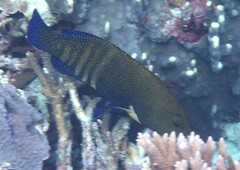 Cephalopholis argus