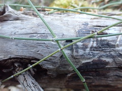 Equisetum variegatum