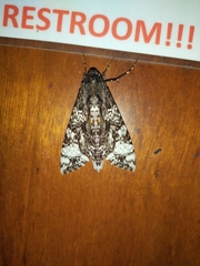 Isognathus excelsior