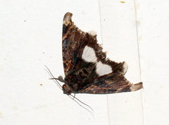 Catephia linteola