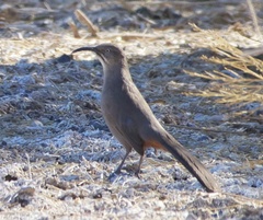 Toxostoma crissale