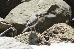 Motacilla capensis capensis