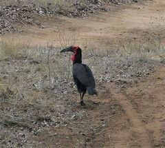 Bucorvus leadbeateri