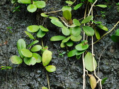 Hoya