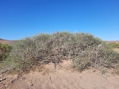 Calligonum mongolicum