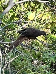 Macropygia phasianella