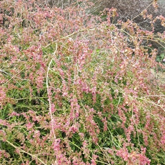 Atriplex aucheri