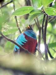 Pharomachrus mocinno