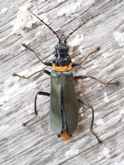 Chauliognathus lugubris