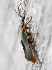 Chauliognathus lugubris