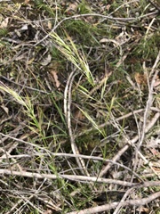 Dichelachne sieberiana