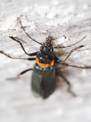 Chauliognathus lugubris