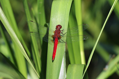 Rhodothemis lieftincki